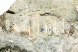 Bargain, Fossil Oreodont (Merycoidodon) Skull - South Dakota #243588-3